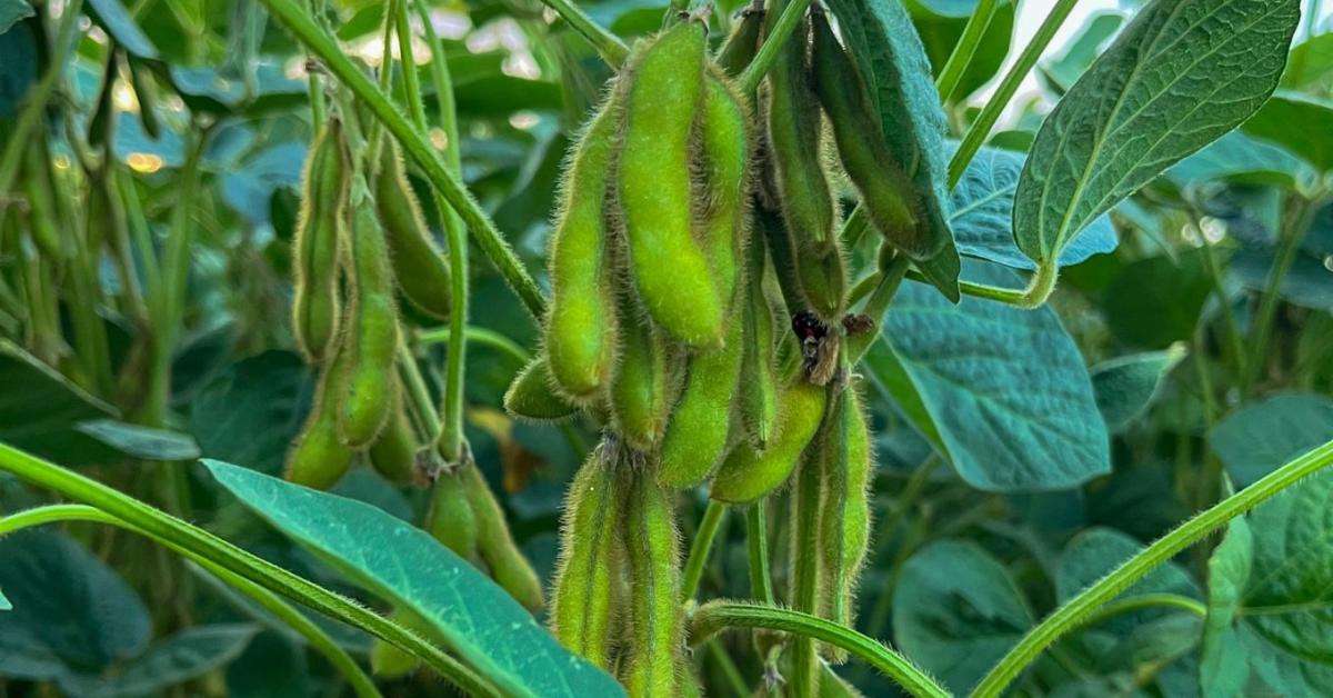 Szója: a stabil jövedelem kulcsa – korszerű fajtákkal a sikeres termesztésért 