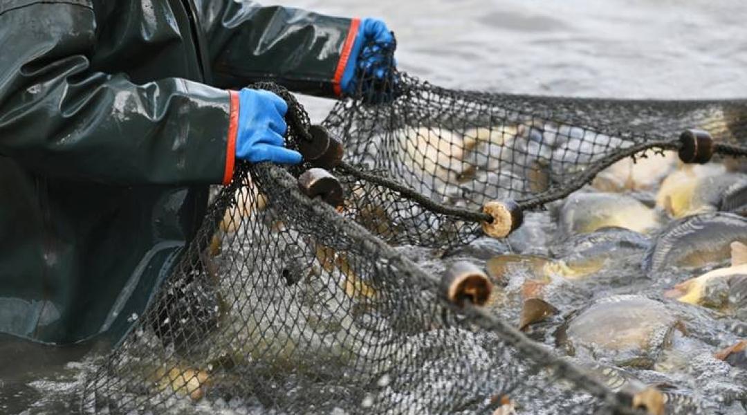Drágább lesz-e idén a karácsonyi hal?