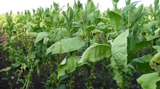 Lebukás: 58 kiló dohány, amit &quot;csak úgy talált&quot; a tulajdonos