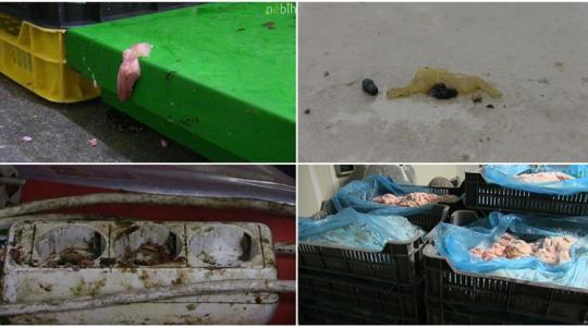 Gyomorforgató, amit a Nébih ezekben a húsüzemekben talált +VIDEÓ