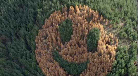 Őszi meglepetés az autósoknak: fákból rajzolt mosoly fogadja őket +VIDEÓ