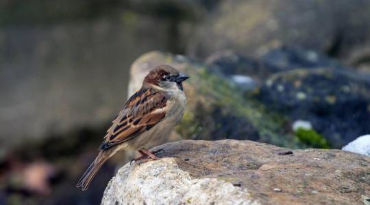 A házi veréb: a magyar vidéki udvarok elmaradhatatlan madara