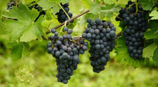 Több támogatás, kevesebb bürokrácia a borágazatban