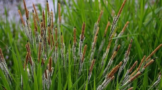 A sás jelentősége, felismerése és kezelése a mezőgazdaságban