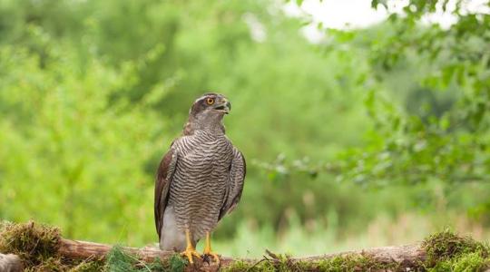 Héja: az erdők rejtélyes ragadozója