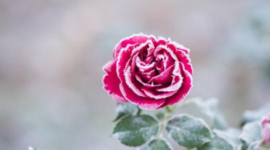 Ezt tedd a rózsáddal még novemberben, hogy biztosan túlélje a telet! Ezt tedd a rózsáddal még novemberben, hogy biztosan túlélje a telet!