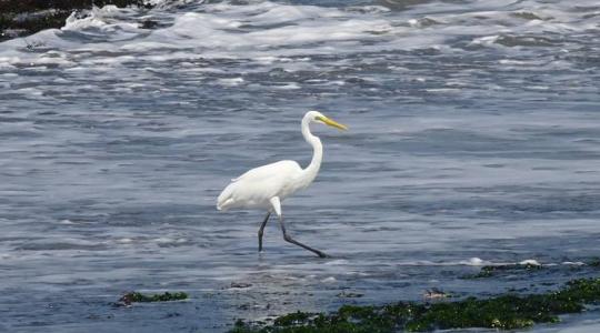 A nagy kócsag – a magyar vizes élőhelyek ikonikus madara