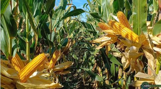 YIELD SHIELD a zsákba zárt technológia