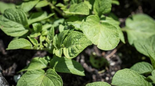 A növényvédőszerek hiánya kicsinálta a német burgonyatermelést