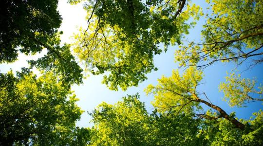 EUDR: adminisztrációcsökkentés a láthatáron