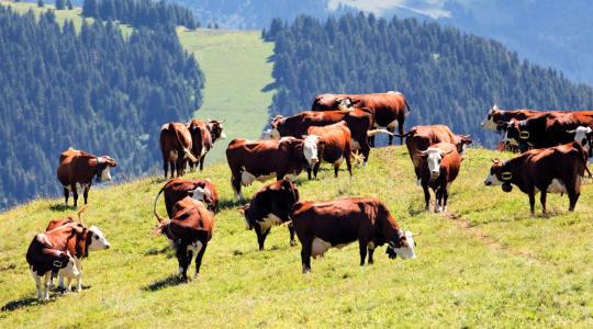 Minden a bendőben kezdődik?