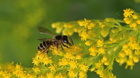 Veszélyeztetetté váltak a vadméhek az EU-ban