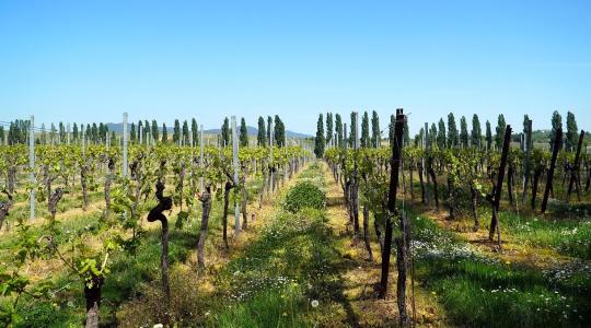 Természetes módszerek segíthetnek a szőlőkabóca elleni védekezésben