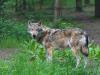Kézzel fogható veszély: farkasok kóborolnak Borsod erdeiben