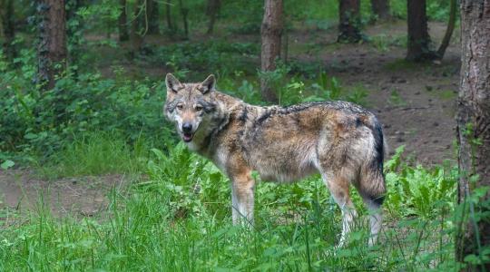 Kézzel fogható veszély: farkasok kóborolnak Borsod erdeiben