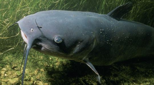 A harcsák védelmében: méretkorlátozást javasol a világbajnok horgász A harcsák védelmében: méretkorlátozást javasol a világbajnok horgász