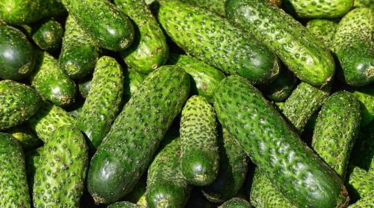 Túl sok rovarölő a török uborkákban – Hollandia riasztást adott ki