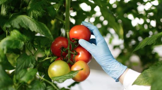 Tényleg rovarok védik meg a zöldségeinket?