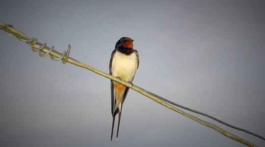 A füsti fecske – az agrárium szárnyas segítője