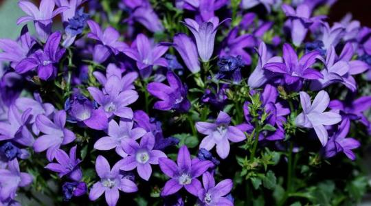 Tökéletes dísznövény kezdőknek: ismerd meg a harangvirágot!