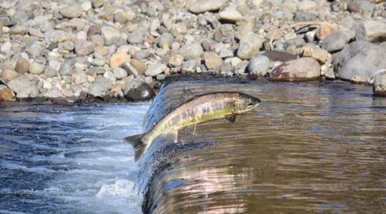 A lazac jelentősége, tenyésztése és felhasználása – mindent a lazacról