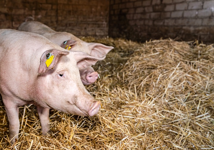 afrikai sertéspestis