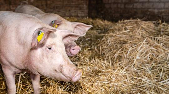 Védekezni csak együtt lehet – Az afrikai sertéspestis elleni küzdelem alapja a szabályok betartása