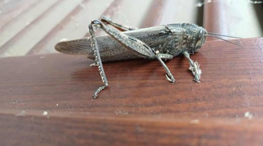Sáskajárás fenyeget? Óriás rovar bukkant fel Magyarországon