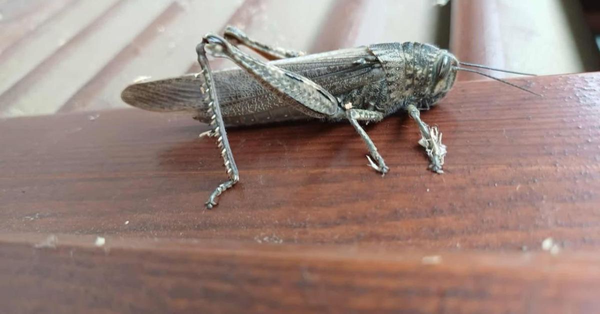 Sáskajárás fenyeget? Óriás rovar bukkant fel Magyarországon