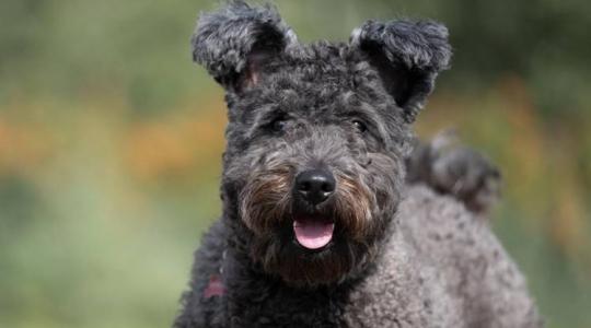 A pumi: magyar pásztorkutya a modern gazdák szolgálatában