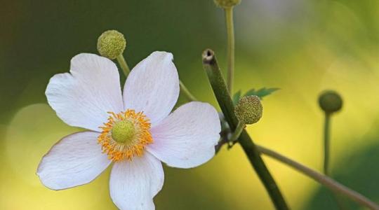 Szellőrózsa – minden, amit a gyönyörű tavaszi évelőről tudni kell