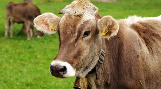 Súlyos járvány tombol – egyelőre az országhatárainkon kívül