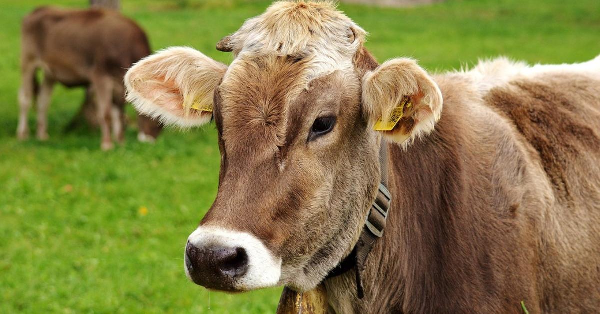 Súlyos járvány tombol – egyelőre az országhatárainkon kívül Súlyos járvány tombol – egyelőre az országhatárainkon kívül