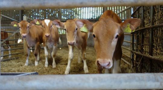Kiderült, melyik a legkevésbé stresszes tartási mód a borjak számára Kiderült, melyik a legkevésbé stresszes tartási mód a borjak számára