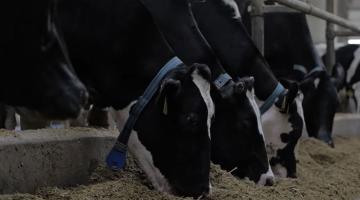 Így változtatta meg a DeLaval robottechnológia a tejtermelést