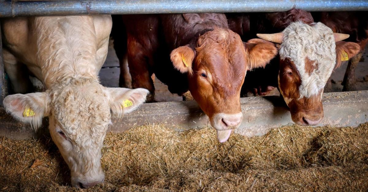 Folytatódik az egyik húsfajta árának mélyrepülése