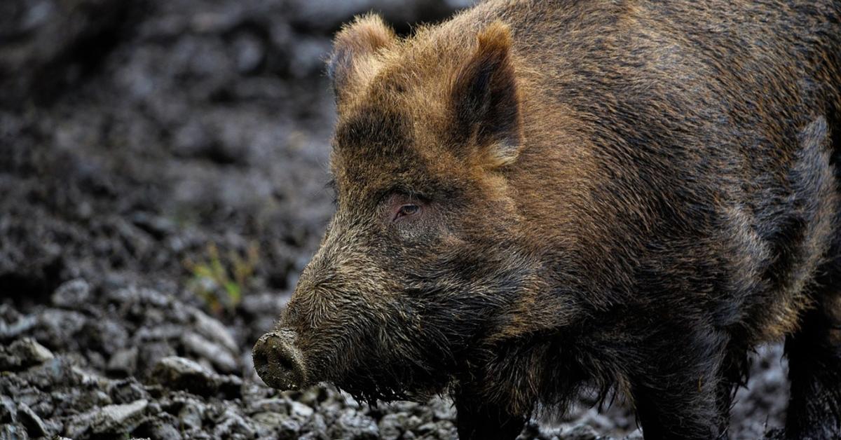 Súlyosbodik az ASP-járvány – Pest vármegye is érintett Súlyosbodik az ASP-járvány – Pest vármegye is érintett