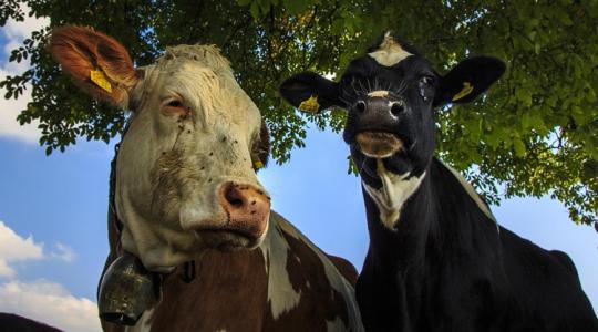 Ami a hírekből kimaradt: így indulnak újra az RSZKF által sújtott szarvasmarhatelepek Ami a hírekből kimaradt: így indulnak újra az RSZKF által sújtott szarvasmarhatelepek