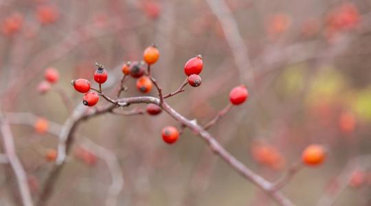 Micsoda perspektíva: imádják a fogyasztók, és lesz is belőle bőven