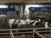 Robotizált fejés a gyakorlatban – magyar tejtermelő telep a csúcstechnológia élvonalában + VIDEÓ