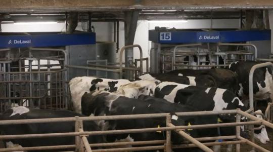 Robotizált fejés a gyakorlatban – magyar tejtermelő telep a csúcstechnológia élvonalában + VIDEÓ