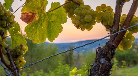 Nincs vége: újabb vármegyében ütötte fel a fejét az aranyszínű sárgaság