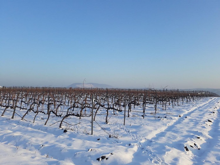 növényvédelem növényvédelem