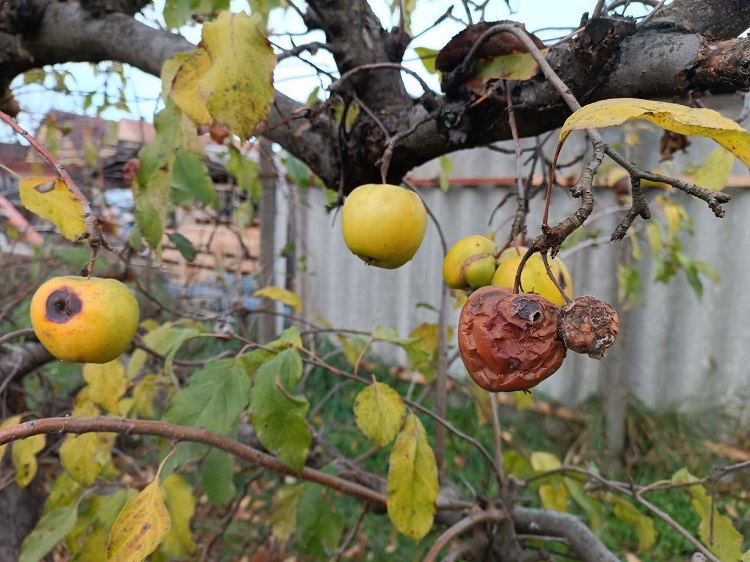 növényvédelem növényvédelem