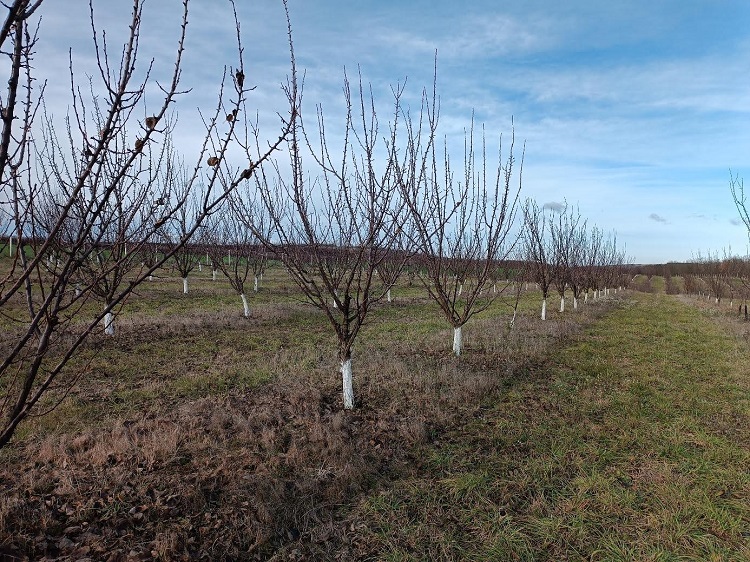 növényvédelem növényvédelem