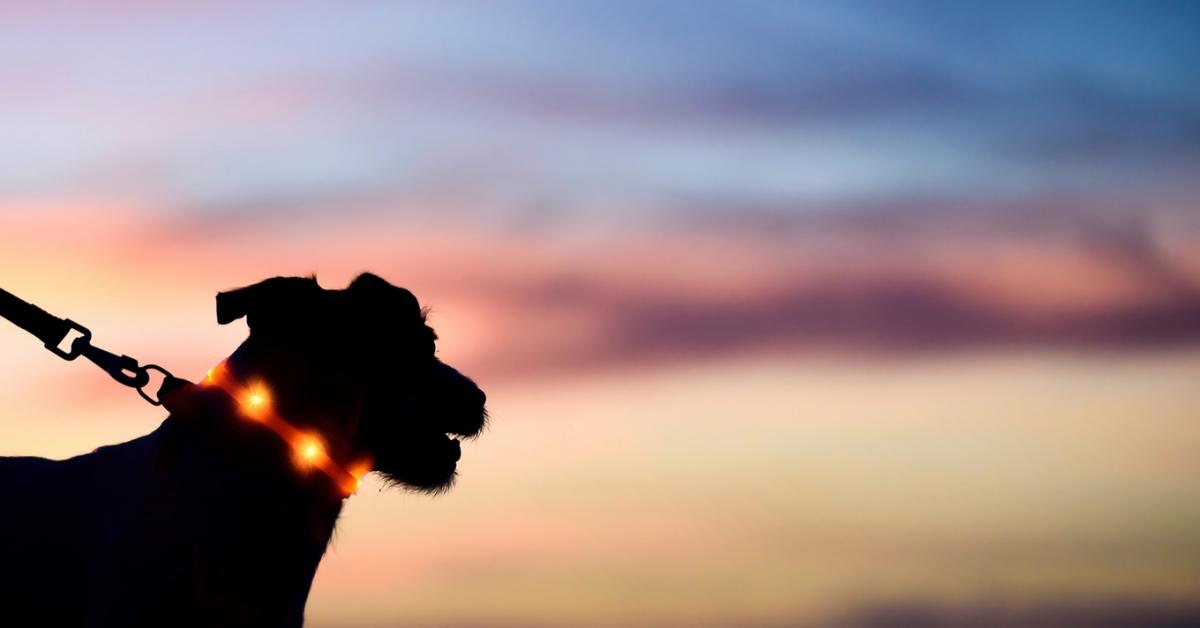Felrobbanhatnak, áramütést okozhatnak – és ezeket vette a gazdik többsége!