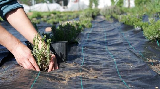 Hasznos, de nem hibátlan: szeressük-e az agroszövetet? Hasznos, de nem hibátlan: szeressük-e az agroszövetet?