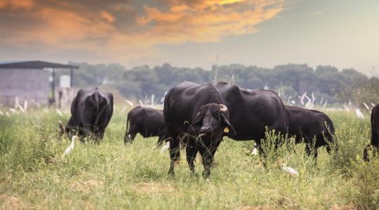Ezek most a legnépszerűbb húsfajták