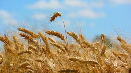 Ukrán gabona: Mennyiség vagy minőség? A döntés éve jön Ukrán gabona: Mennyiség vagy minőség? A döntés éve jön