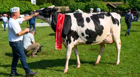 Világszintű elismerés a magyar tenyésztőknek – rangos képzés jön